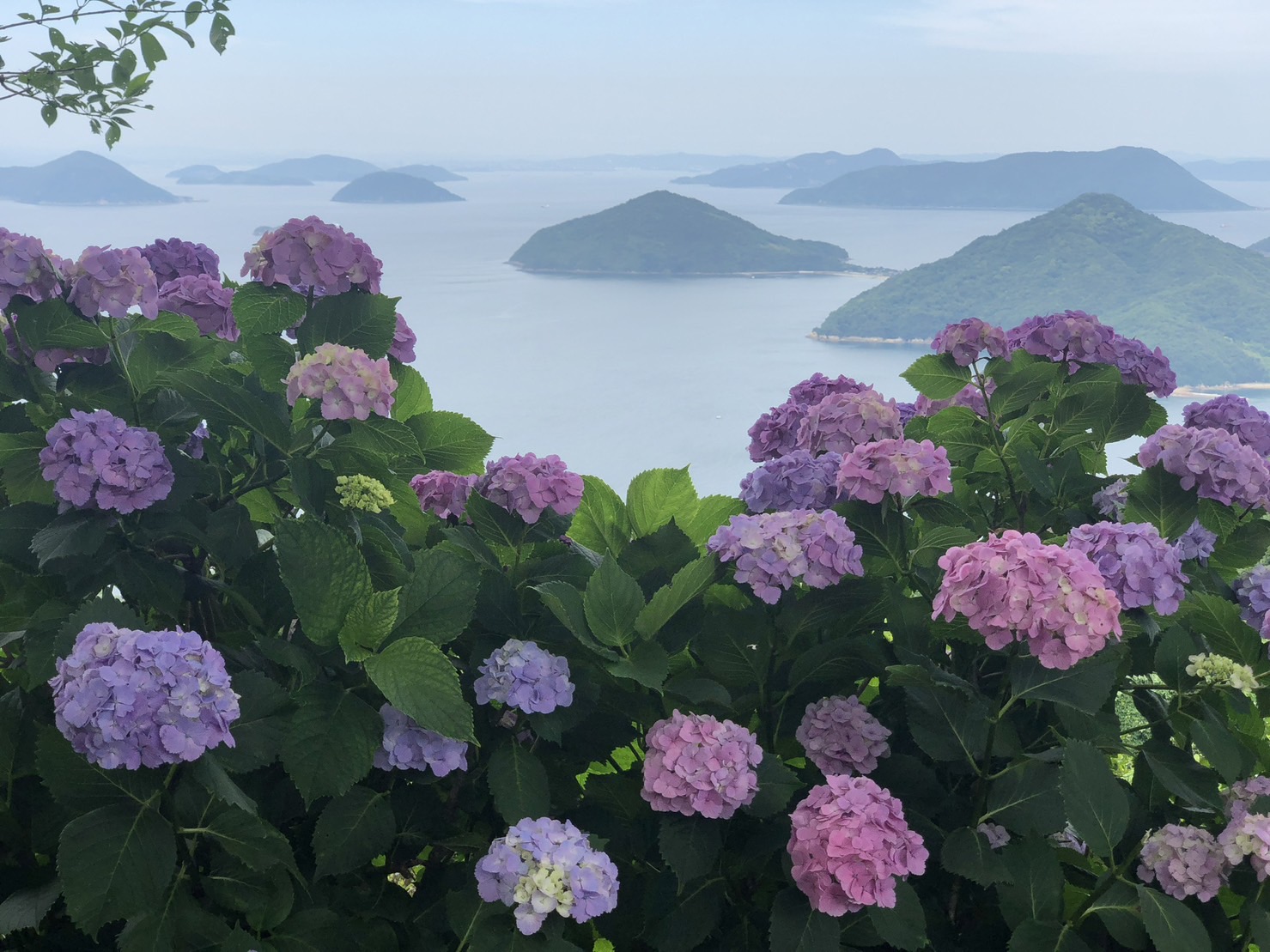 三豊市　紫雲出山の紫陽花でジメジメした気持ちを晴れやかに！
