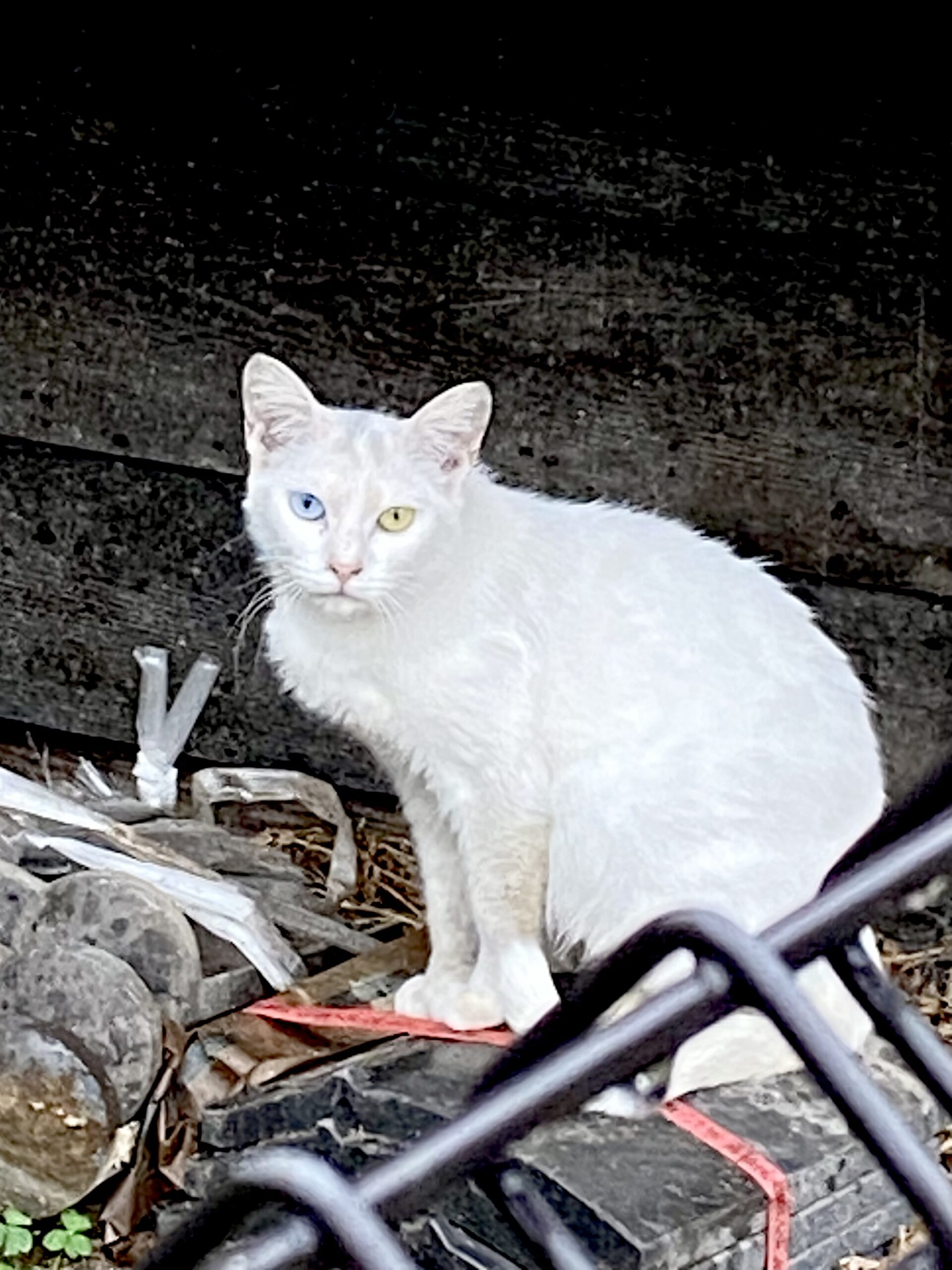 野良猫の巻