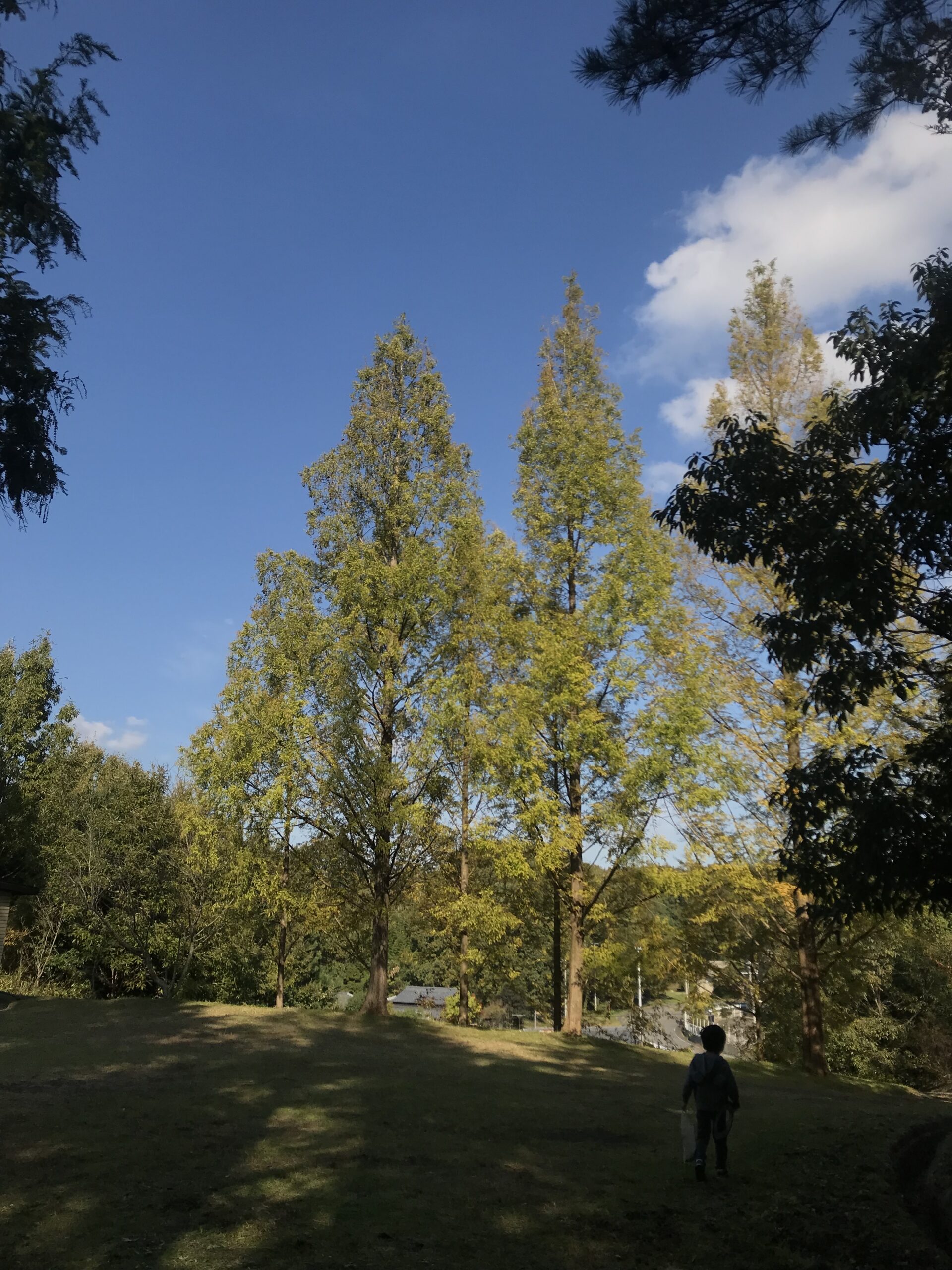 太古の森🌲メタセコイア並木
