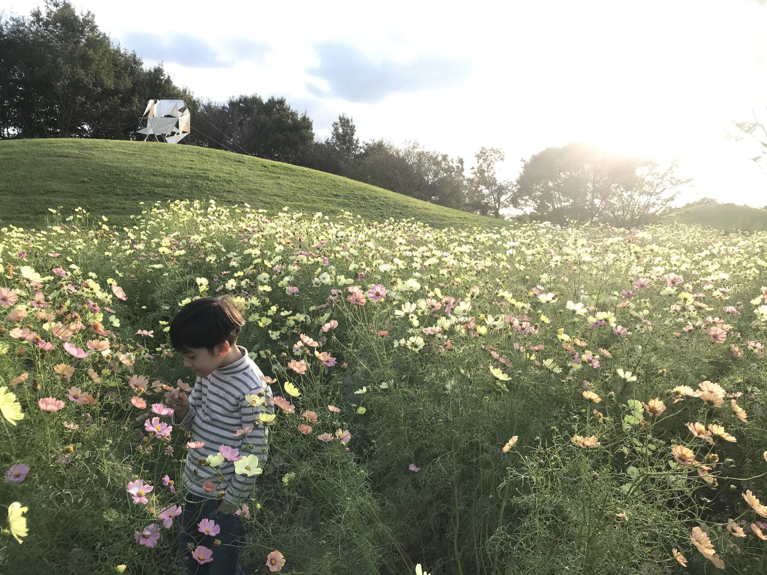 まんのう公園　秋桜