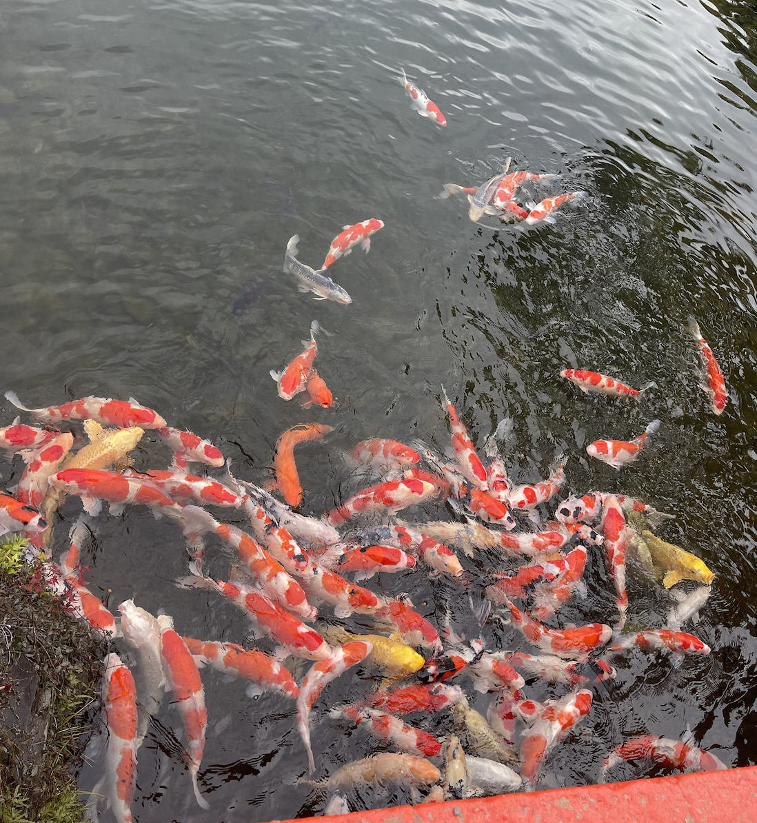 栗林公園